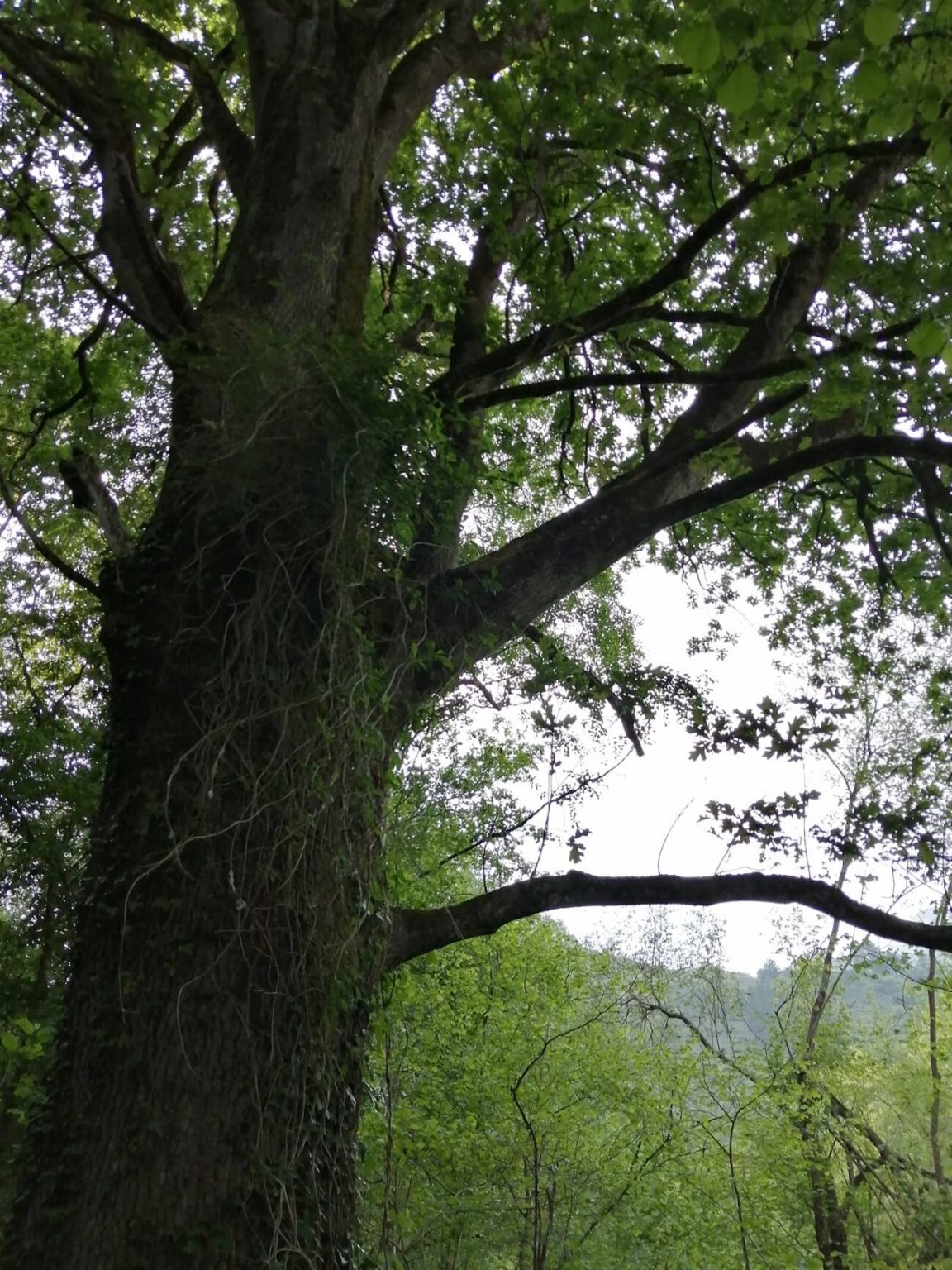 Baños de bosque Socueto Santuario (2)