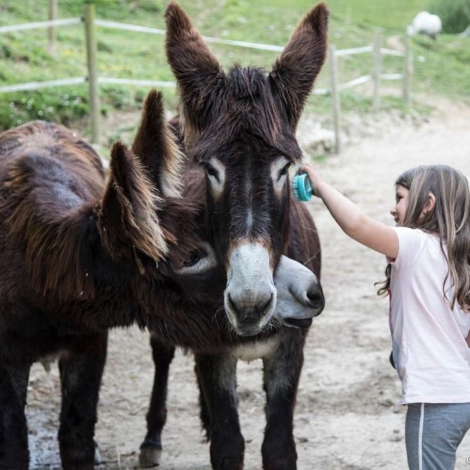 Socueto Santuario de Caballos Yoga y Bienestar (10)