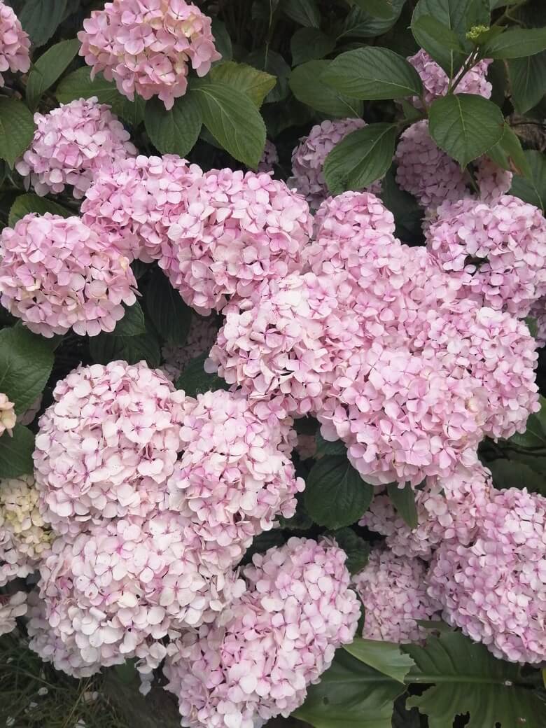 Socueto Santuario de Caballos Yoga y Bienestar (13)