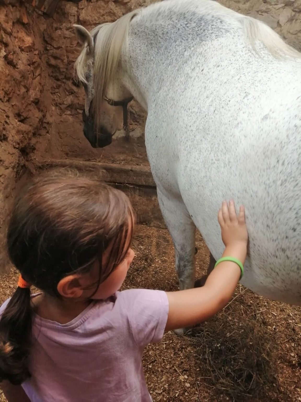 Talleres educativos Socueto Santuario (4)