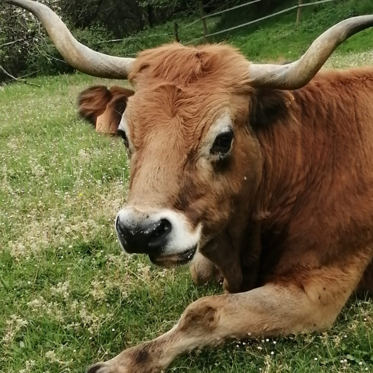 socueto santuario de caballos (8)